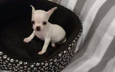 Chihuahuas miniatura talla pequeña